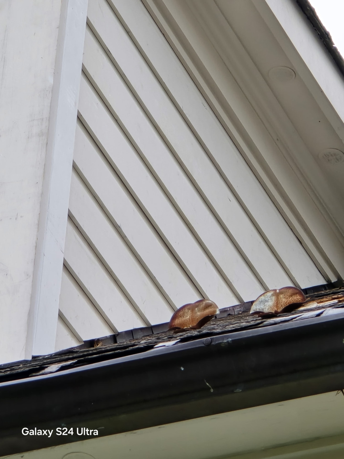 Roof rot and fungus found during inspection — Real AJN Handyman LLC project